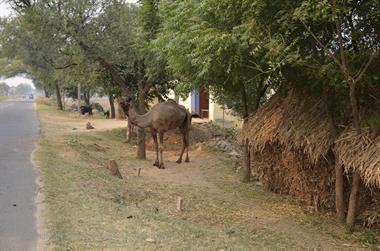 02 PKW-Reise_Delhi-Mandawa_DSC2463_b_H600